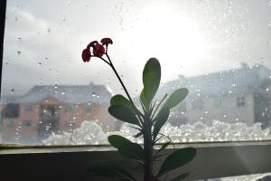 Alojamiento Cóndor Andino