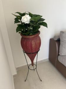 Nikiti Homes 100m from beach