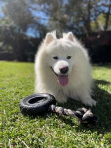 Dutchies Haven, 11 Christmas Bush Ave - Pet friendly, large enclosed yard, air con and Wi-Fi