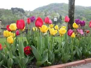 IL CANICCIO Borgo Isora