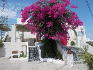 Astoria Apartments Paros Greece