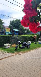 Camping Casuta Mihaela