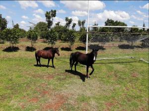 Epitome Apartment, Swara Ranch-Nanyuki