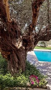 Olive Sense Villa - Afantou