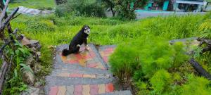 Himalayan Homestay Huddu Valley