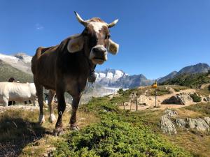 Alpenperle