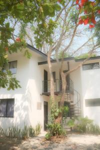 Vista Verde Surf & Studios - jungle View