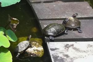 Rose 2BR Private Pool Villa AN03