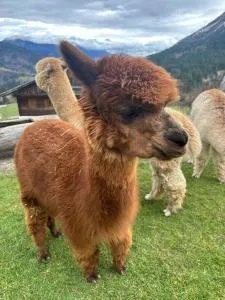 Haus Stabentheiner - Sittmoos