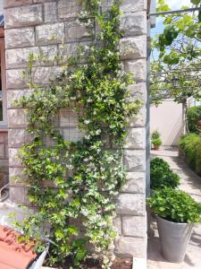 Apartman Karmela