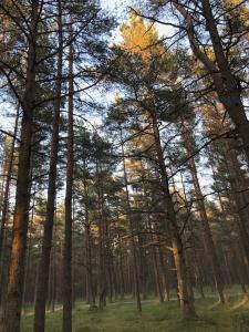 Green House appartment Palanga