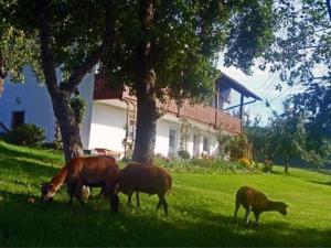 Ferienhaus Ferienhof Pfeffer Lam Deutschland