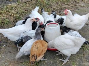 Vakantiehuisje Bellefleur huisje Jasmijn