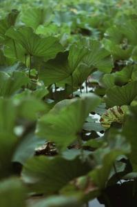 Leaves & Fishes - Private group escape in the Hunter Valley