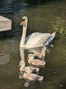 Tulana Taggs - floating home on idyllic island