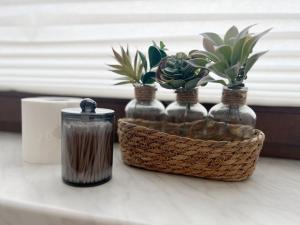 Pretty Home City Jungle