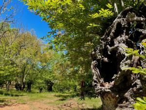 Camping El Madroñal