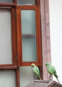 Rigmor haveli