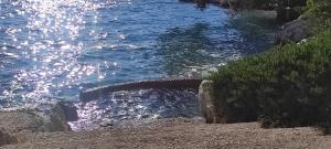 Apartmani Fantasie Trogir