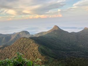 Hotel mango tree nearest Adams peak