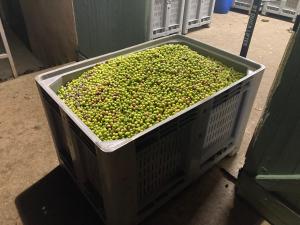 Maisons d'hotes Le Mas des Oliviers appartement 2 pieces tous conforts : photos des chambres