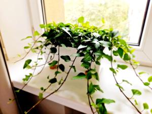 J&W Apartments Grójecka Glam Flat