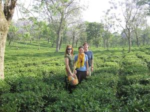 Infinitea Dakbunglow Palampur