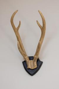 Rent like home - Sienkiewicza