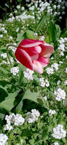 room "butterfly" in a neoclassical house