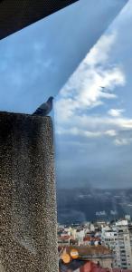 Vistas a la ria y garaje en el Castro, centro Vigo