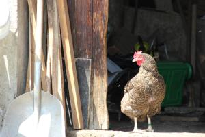 Chalet La Fedora - Appartements de charme : photos des chambres