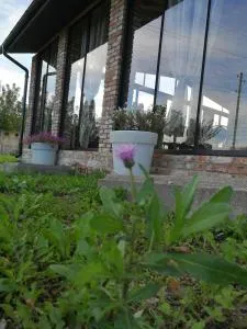 Templis - (( Falcgrāve ))