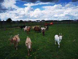 Apartament od Kaszuba