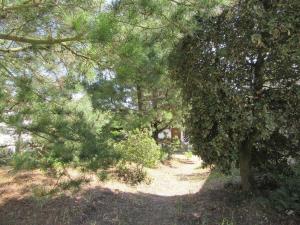 Pétrouchka dans les pins