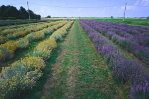 AgriB&B Corte Burchio