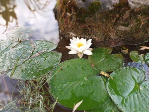 La maison des vignes