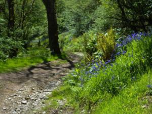 3 Bed in Llanllwni 91447