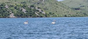Holiday home Haustor with Skadar lake view