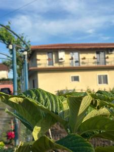 Guesthouse Marku - Mrizi i Zanave