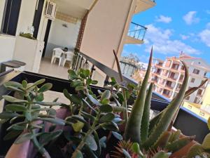 Fartos spiaggia di Alghero img12