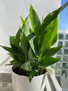 Luxueux Appart à 5 min aéroport mohamed 5