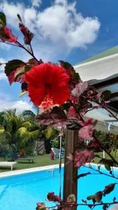 Zen paradise - Plaisance