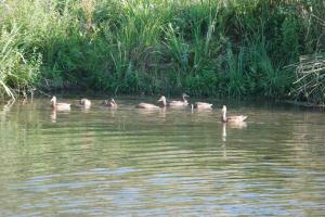 Appartements Lavandoule : photos des chambres
