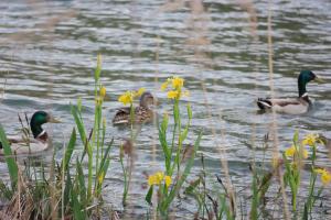 Appartements Lavandoule : photos des chambres