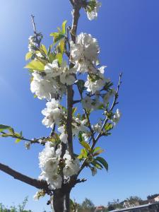 Noctua Villam GuestHouse