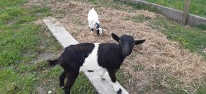 Noctua Villam GuestHouse