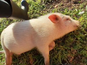 Noctua Villam GuestHouse