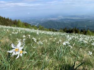 Bielmonte Appartamenti