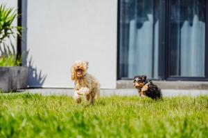 CristalView Stay&Relax - nowopowstałe luksusowe apartamenty przyjazne dla rodzin - zwierzęta akceptowane