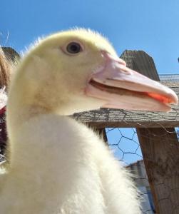 Sejours a la campagne Roulotte a la ferme : photos des chambres